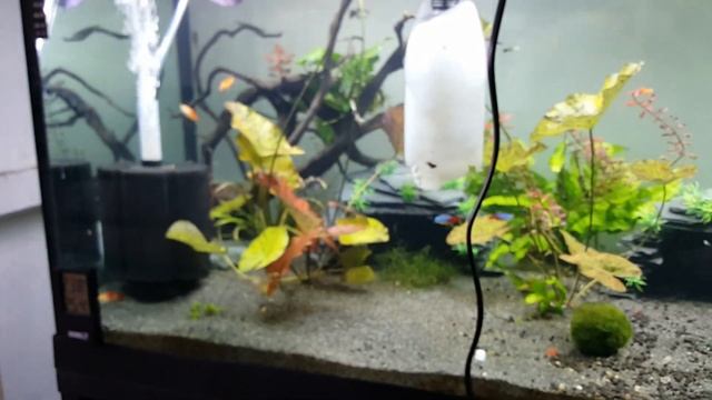 Algae fix removed blackbeard and other ROMA 240 led seachem flourish excel смотреть онлайн