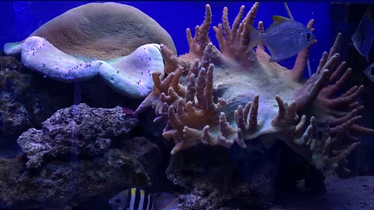 #Кораллы смотреть онлайн