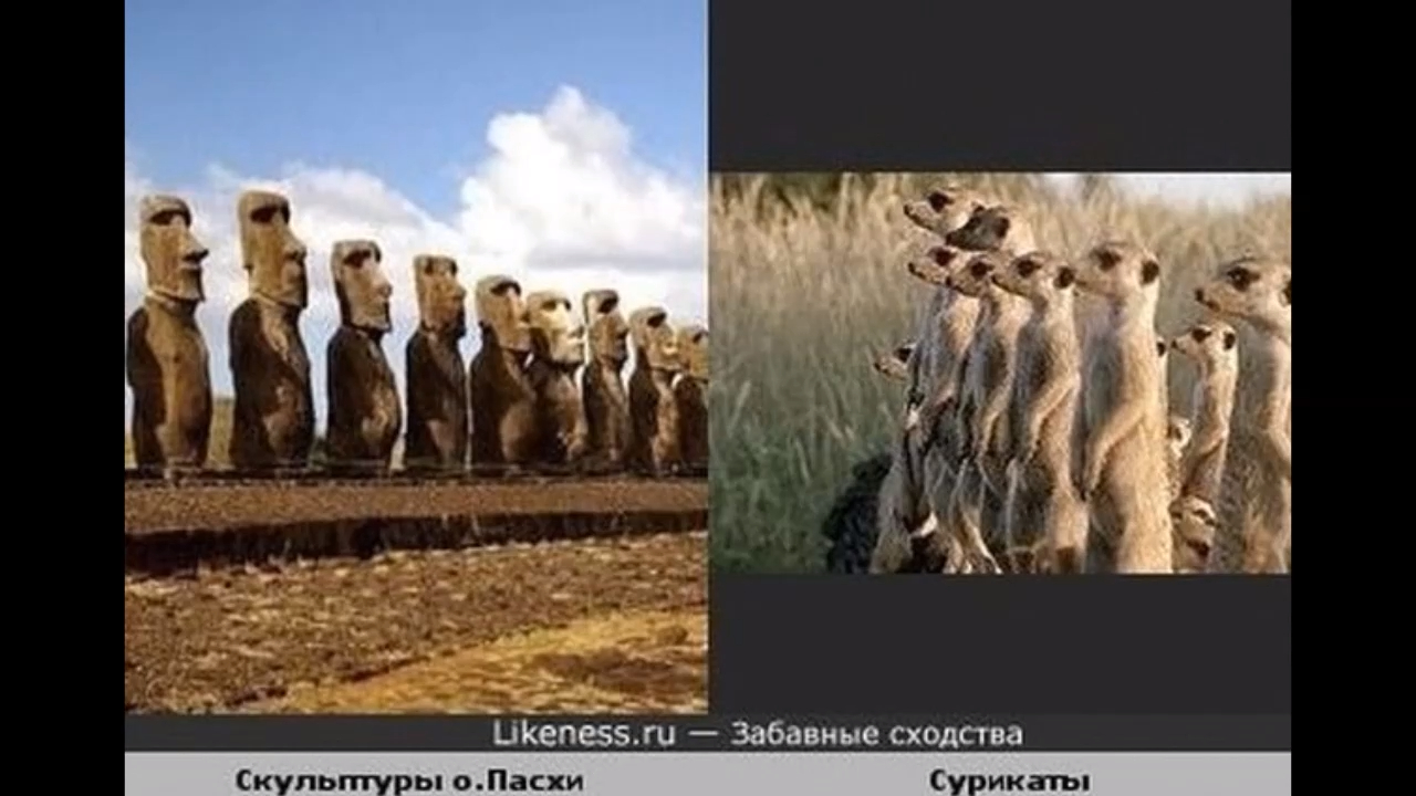 Забавные сходства звёзд смотреть онлайн