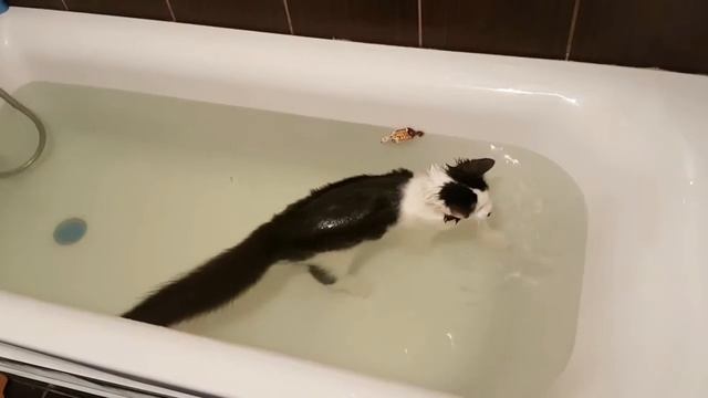 Кто говорил, что коты не любят воду? Знакомьтесь, наш кот Макс жить без нее не может! смотреть онлайн