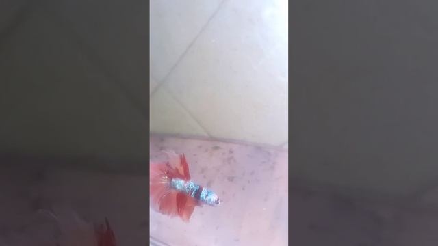 Необычный рыжий оранжевый окрас,петушков конфетка хальфмун. смотреть онлайн