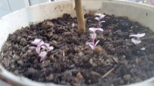 Каллизия ползучая "Розовая Пантера". Комнатные цветы  / Callisia creeping "Pink Panther"