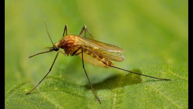 Упражнения БЕЗ огорчения. Здорово жужжим)))) весело звеним))))))))))))