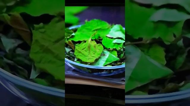 сирень как лекарство смотреть онлайн