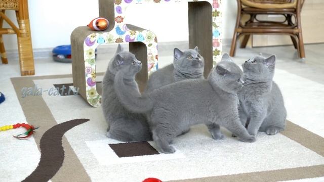 Британские котята в возрасте 2,5 месяца (Litter-P2) смотреть онлайн