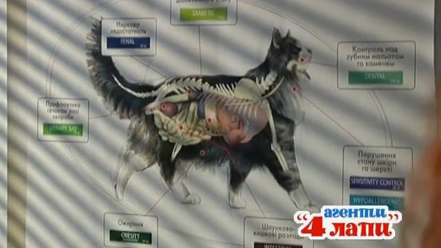 Агенты четыре лапы Эутаназия. 1+1