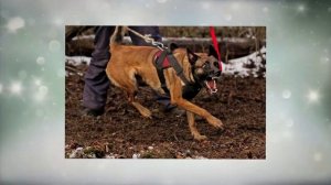 Бельгийская овчарка - Малинуа Лиза .