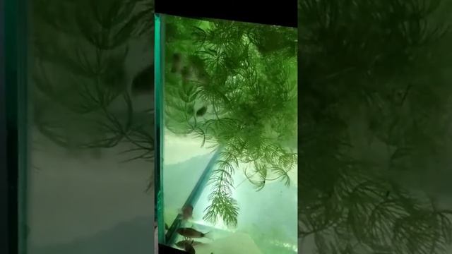 Брачные танцы Коридорасов Панда. смотреть онлайн