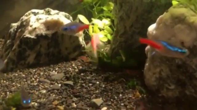 Нано аквариум смотреть онлайн