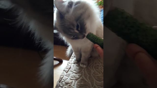 Невский маскарадный любит огурчики смотреть онлайн