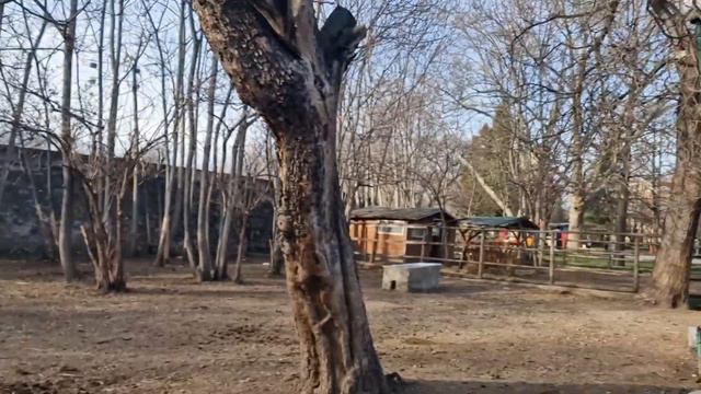 БЯХ НА РОЖДЕН ДЕН🎉 + ЗООПАРК В ПАЗАРДЖИК💖🥺 смотреть онлайн