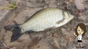 Как ловить крупного карася весной? Где стоит карась весной? На что клюет карась весной?