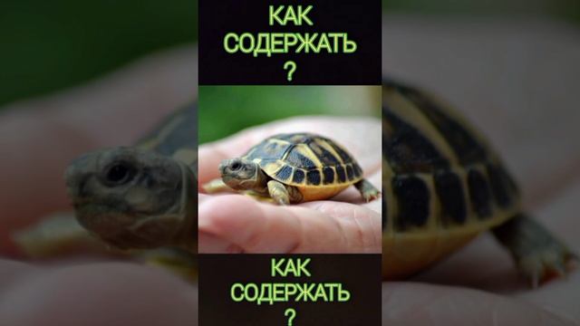 Как содержать сухопутную черепаху вневоле смотреть онлайн