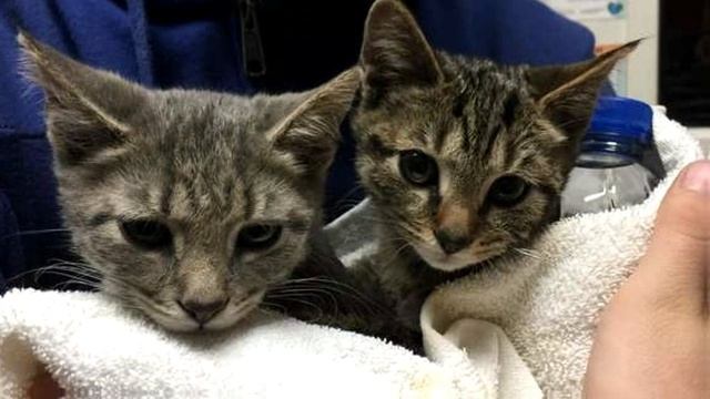 Четверо котят уже не двигались, лёжа в снегу! А рядом стояла клетка с другими.. смотреть онлайн