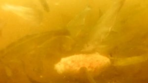 Креветка в Прикормке! Я НЕ ОЖИДАЛ! Реакция рыбы и подводная съемка.