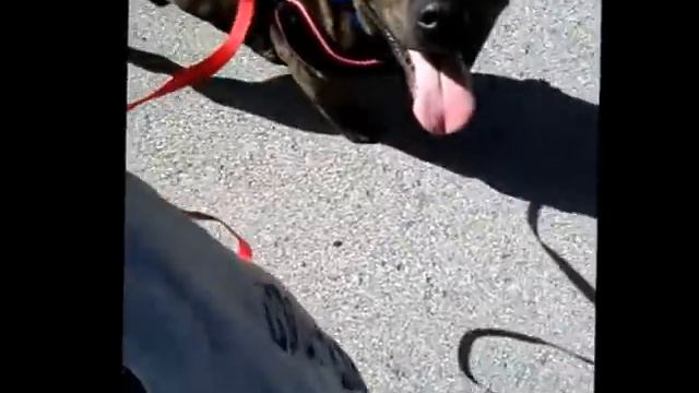 Deuce Brindle Pitbull Needs a Forever Home: Tulsa, OK смотреть онлайн