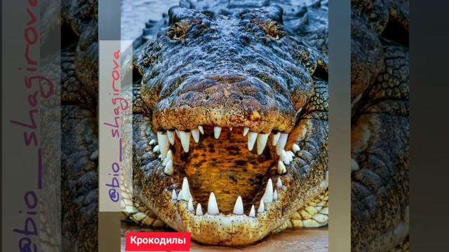 Формы естественного отбора. Стабилизирующий отбор примеры. ЕГЭ ОГЭ смотреть онлайн