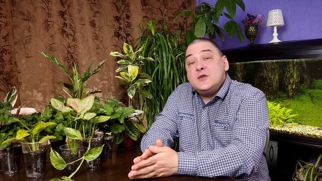 Мирт. Уход в домашних условиях смотреть онлайн