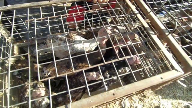 Индюк биг 6 тоок домашний сокулук мал базары смотреть онлайн