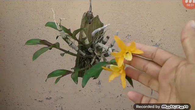 dendrobium seabrilingue unicum смотреть онлайн