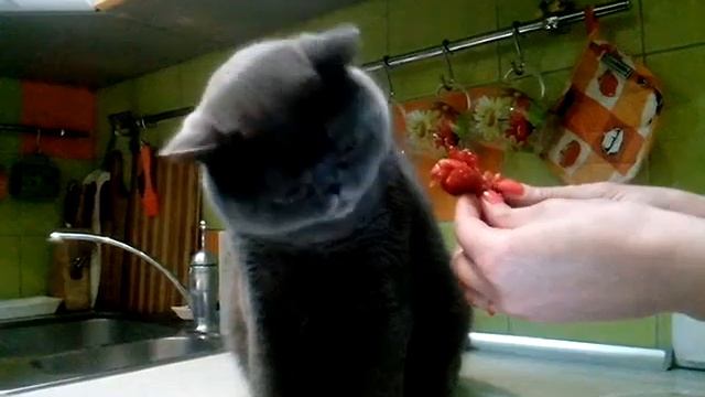 А ваши коты едят клубнику?! смотреть онлайн