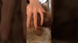 Правильно отжимать у кошки мочевой