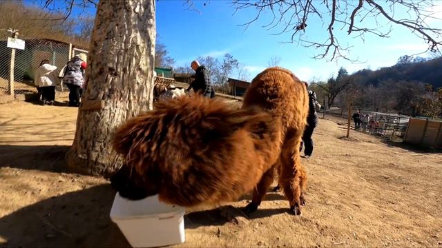 Зоокът Алис, с. Лесковец 🦙🦆🐫 // Zoo Alice, Bulgaria смотреть онлайн