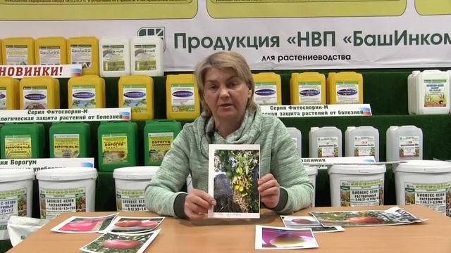 Видеоотзыв сорт "Грушовка Валя Молдованцевой" смотреть онлайн