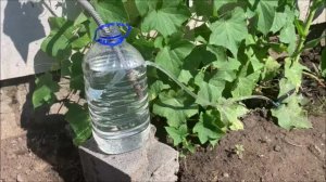 Идея огонь. Новый способ капельного полива за счет конденсата от кондеционера.