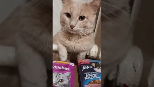 Челлендж какой корм выберет Тишка Whiskas или Феликс ?❄️?❄️?❄️?❄️?❄️?❄️?❄️