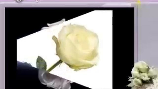 БЯЛА РОЗА смотреть онлайн