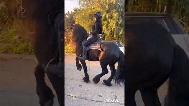 что это за раздел в конном спорте?)) #лошади #аллюр #конный_спорт смотреть онлайн