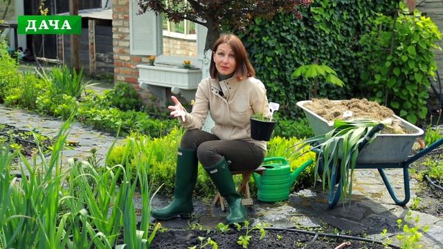 ЛУК ПОРЕЙ - все о выращивании: рассада, высадка в грунт, уход, удобрения, сбор урожая смотреть онлайн