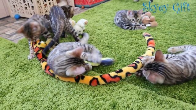 Bengal kitten for sale ! Розетка на золоте продажа бенгальские котята смотреть онлайн