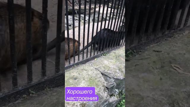 Хорошего настроения #Новосибирск #зоопарк смотреть онлайн