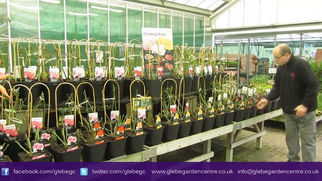 Autumn Roses | Glebe Garden Centre Leicester смотреть онлайн