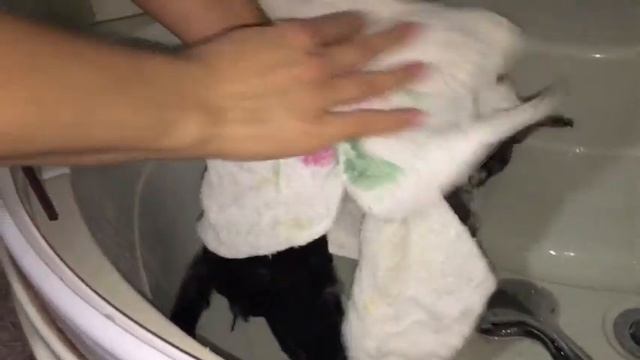 Купание красного коня ( первое купание кота) . Как правильно мыть кошек. смотреть онлайн