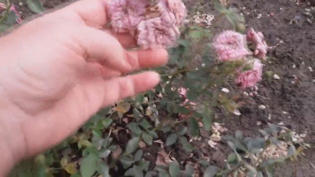 Мой сад 1 августа. Розы в саду. смотреть онлайн