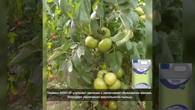 🍅TAHIRA показывает хорошие результаты! ТОМАТ. смотреть онлайн