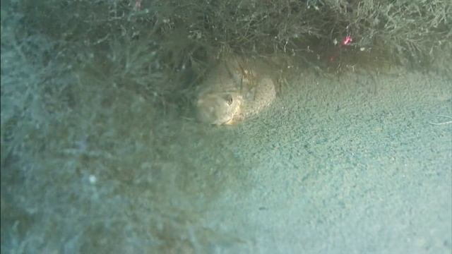 Липарис смотреть онлайн