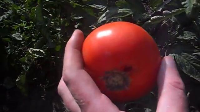 ТОМАТЫ БАГИРА