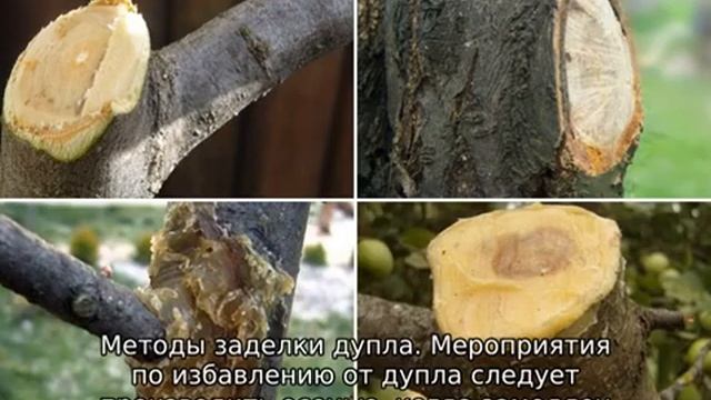 Как заделать дупло в яблоне смотреть онлайн