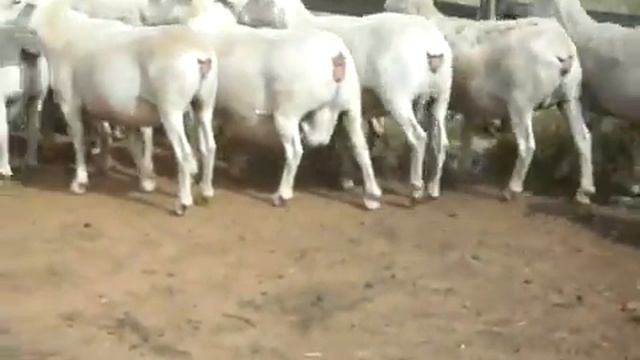 БЕЛЫЙ ДОРПЕР ПРОДАЖА РОССИЯ смотреть онлайн