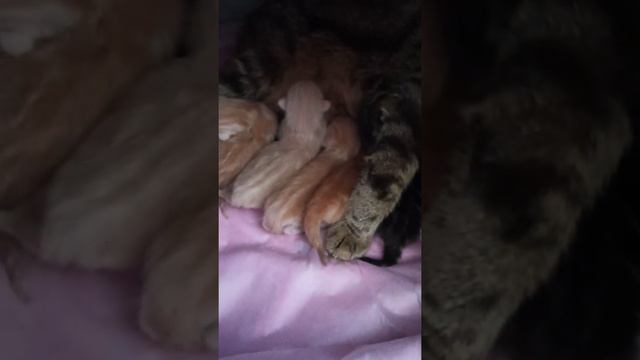 Симба 😻 Шотландская кошечка впервые стала мамой💕 смотреть онлайн