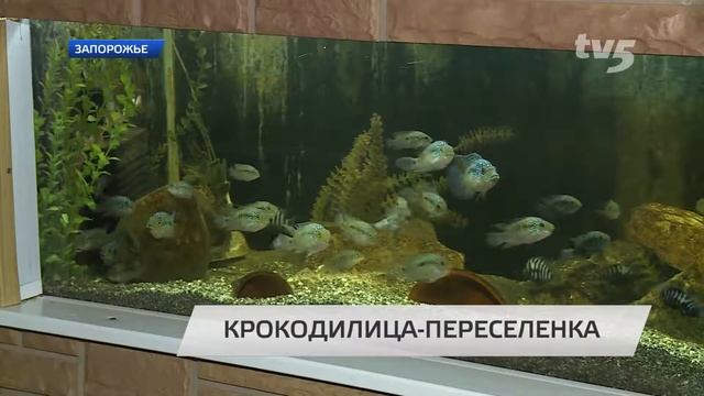 Крокодилица-переселенка нашла приют в Запорожье. смотреть онлайн