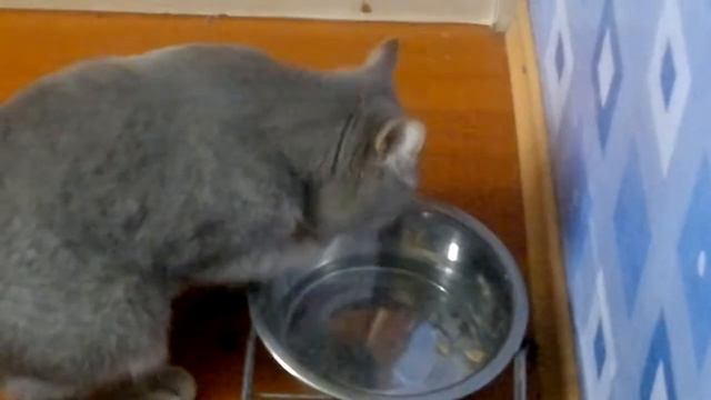 Кот джентельмен 2 смотреть онлайн