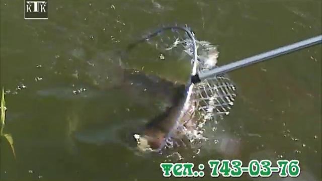 Рыбное хозяйство 