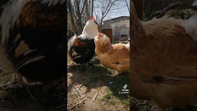 Фавероль лососевая ласхюнер лпх Козырь смотреть онлайн