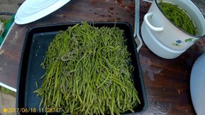 Папоротник готов раскладываю по банкам