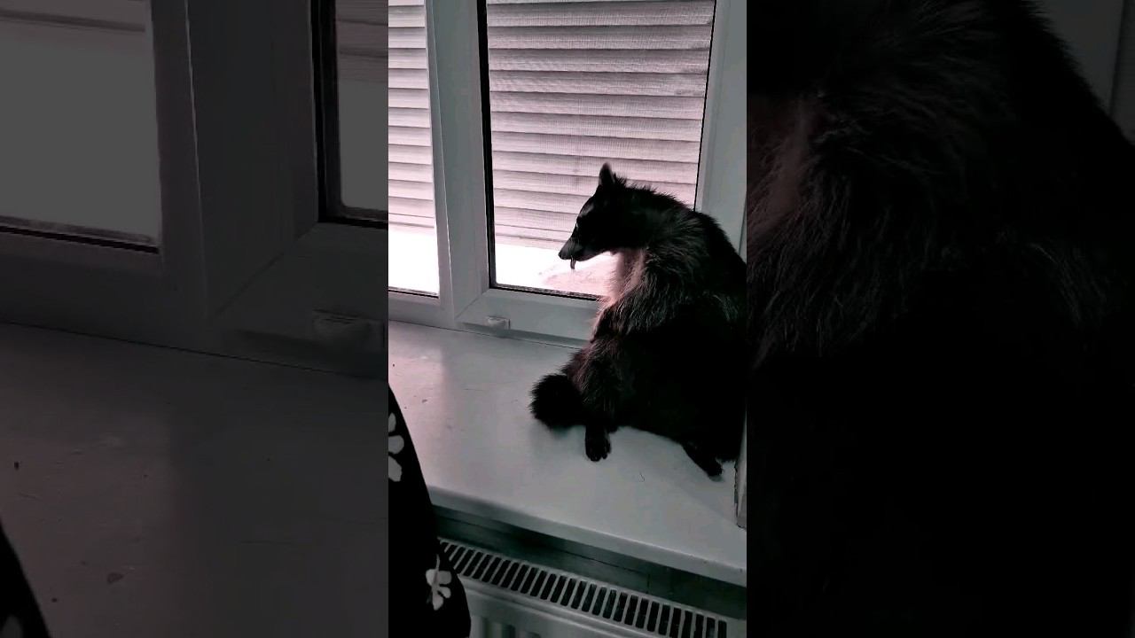 ▷Енотик вылизывается◁ смотреть онлайн